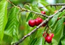 cherryfruit